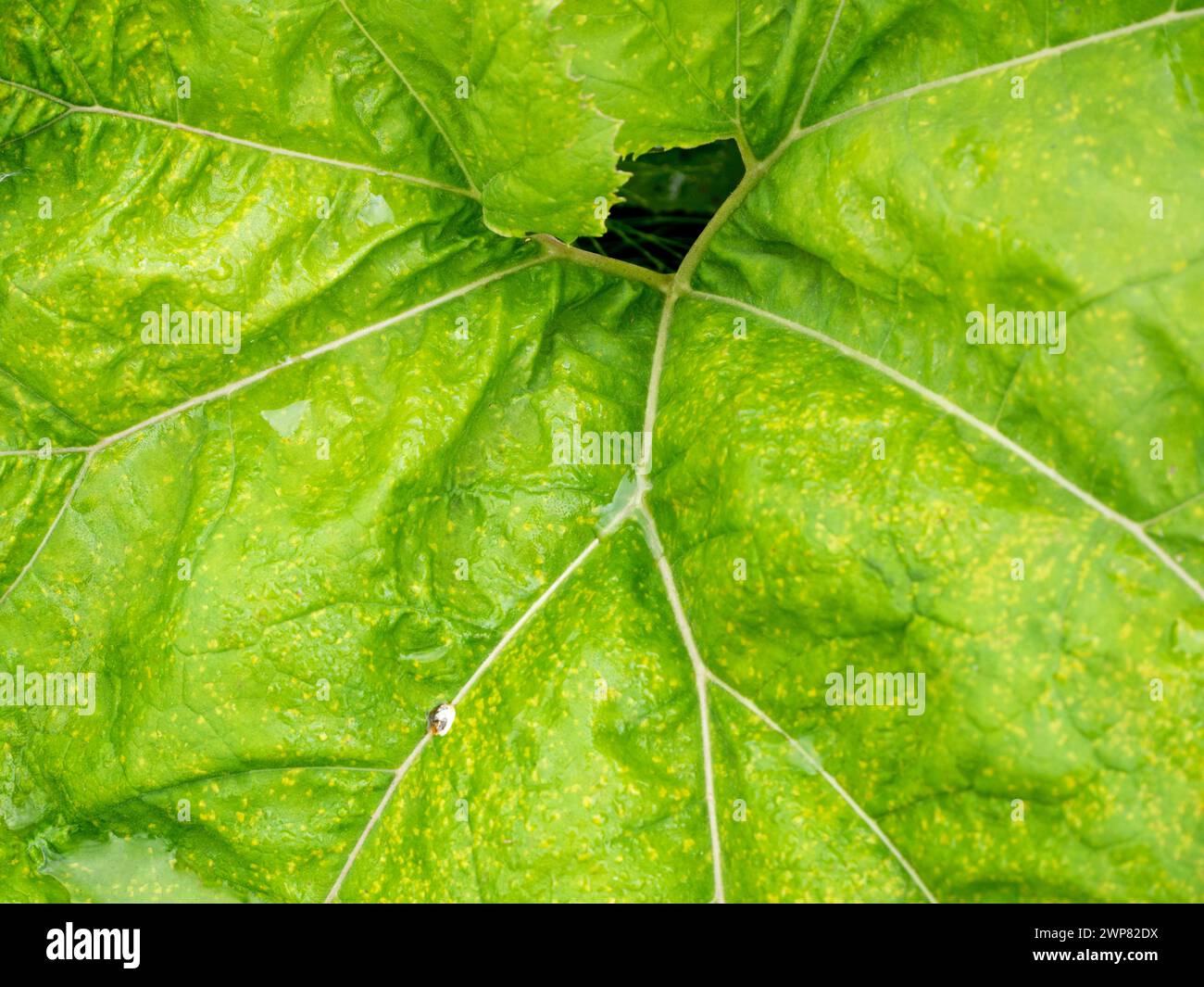 Colocasia est une plante à fleurs de la famille des Araceae, originaire de l'Asie du Sud-est et de l'Inde - donc ce gars de Kennington Meadows, Oxfordshire, est un lo Banque D'Images