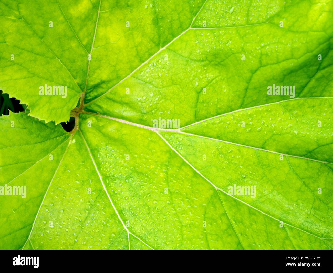 Colocasia est une plante à fleurs de la famille des Araceae, originaire de l'Asie du Sud-est et de l'Inde - donc ce gars de Kennington Meadows, Oxfordshire, est un lo Banque D'Images