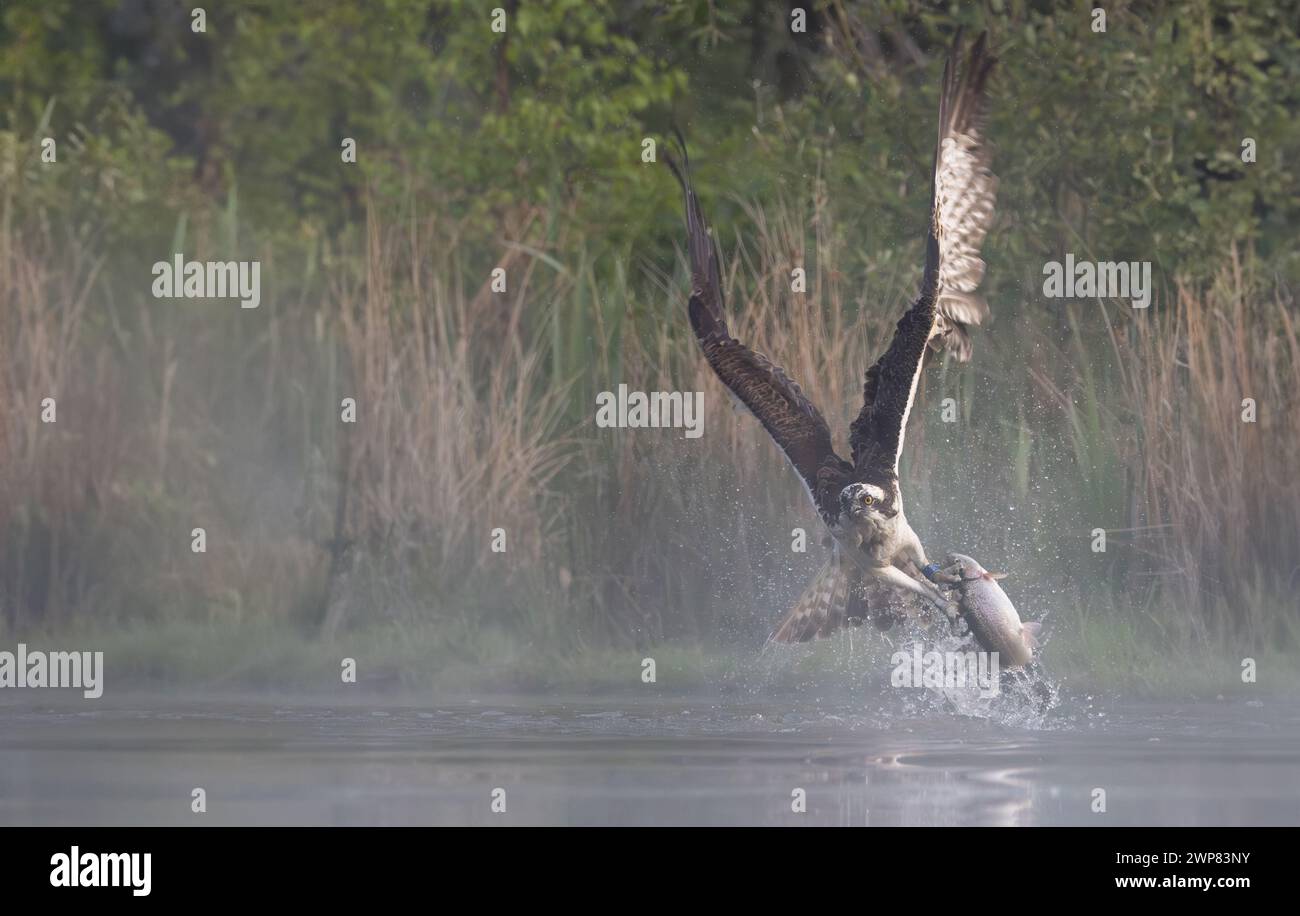 Un balbuzard planant au-dessus de l'eau et attrapant un poisson Banque D'Images