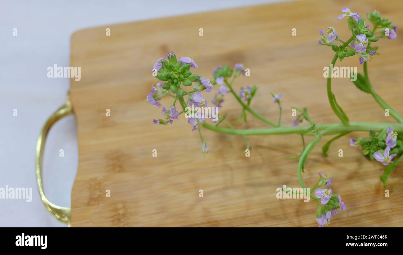 Tige verte de radis, avec de petites fleurs et bourgeons violacés. Banque D'Images