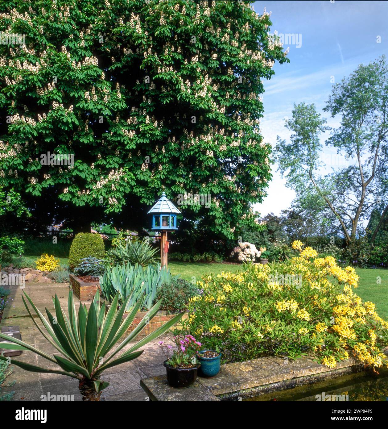 Joli jardin domestique paysager avec châtaignier en fleur, pelouses, lits surélevés et mangeoire ornée d'oiseaux, May, Leicestershire, Angleterre, Royaume-Uni Banque D'Images