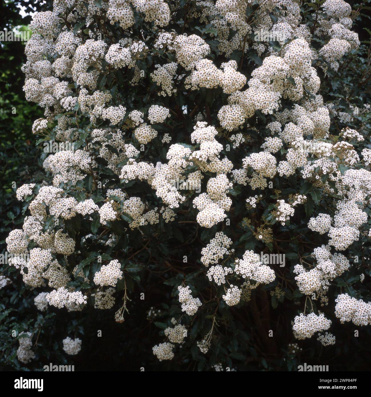 Fleurs blanches de fleur d'Olearia macrodonta / Olearia dentata Nouvelle-Zélande arbuste persistant Saint en été, poussant dans le jardin anglais, Angleterre, Royaume-Uni Banque D'Images