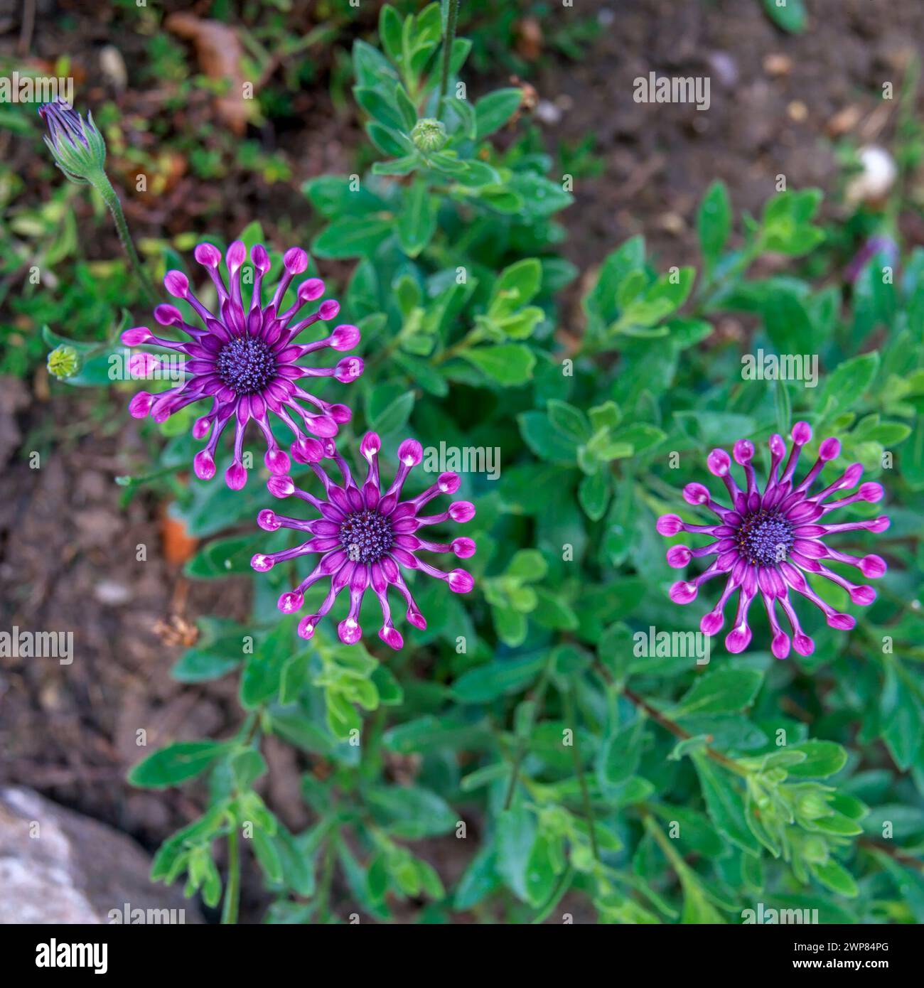 Gros plan de trois fleurs violettes d'Osteospermum 'Whirligig' poussant dans le jardin anglais en août, Angleterre, Royaume-Uni Banque D'Images