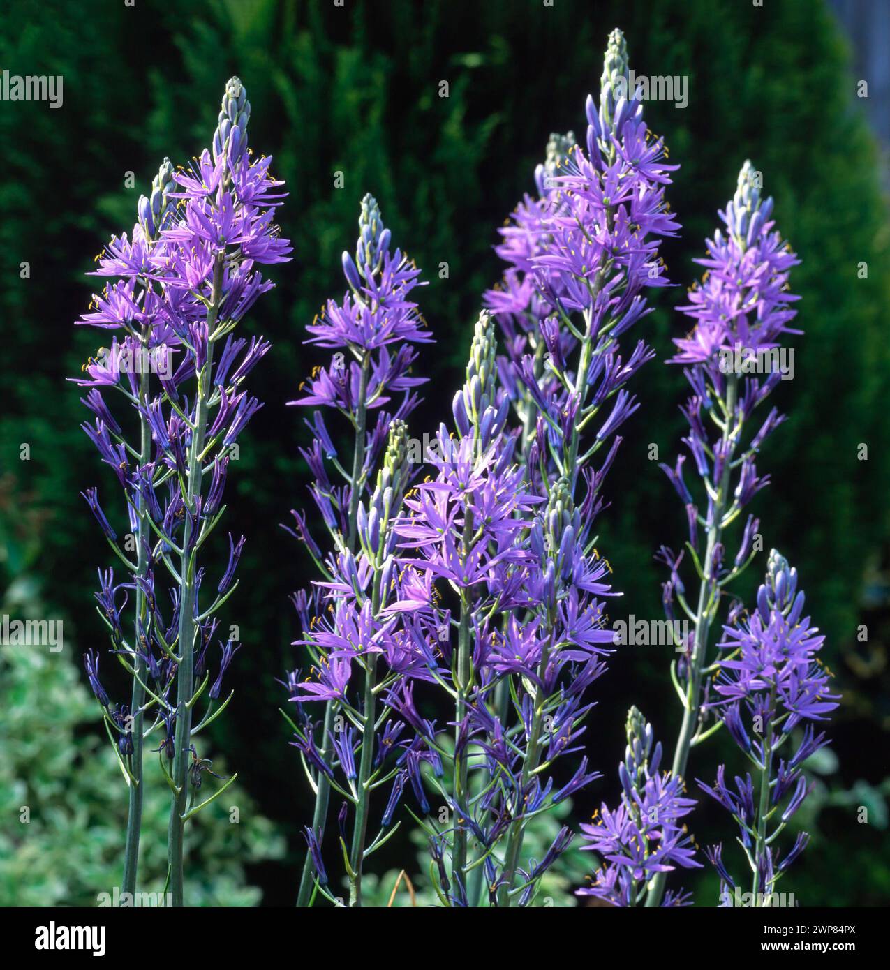 Fleurs bleues dans les racèmes de Camassia leichtlinii caerulea / Camassia caeruleum sur fond sombre, poussant dans le jardin anglais, Angleterre, Royaume-Uni Banque D'Images