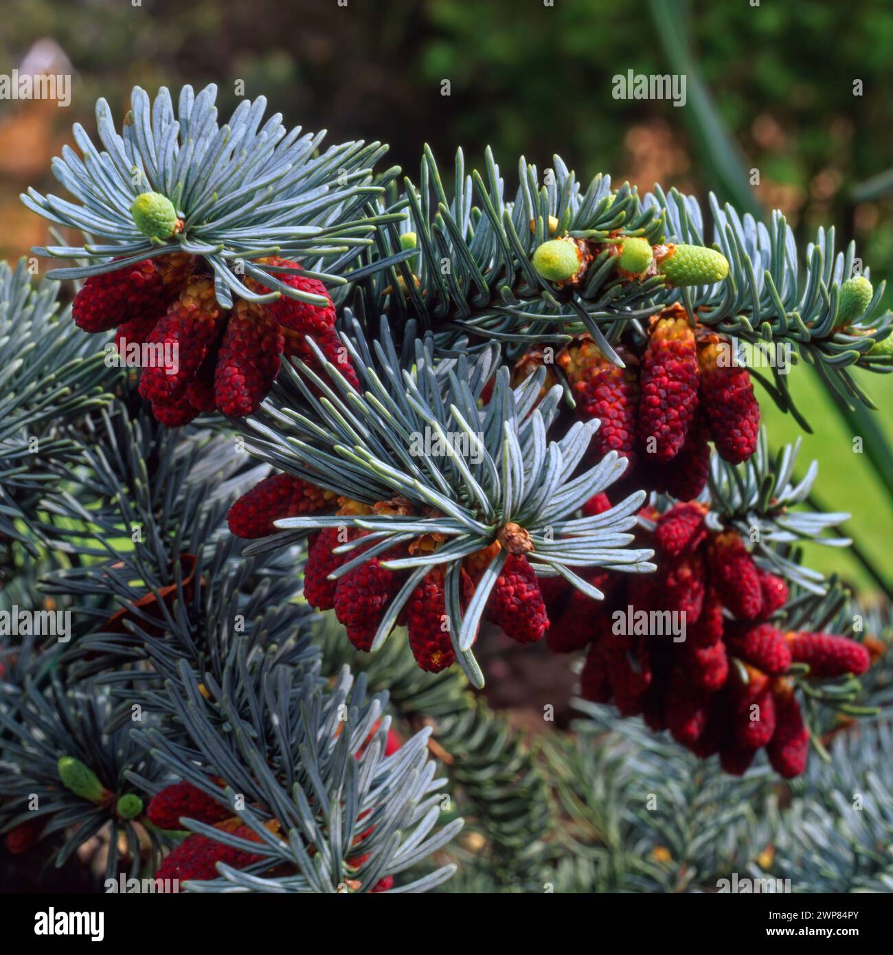 Gros plan du feuillage et des fruits d'Abies procera 'glauca prostrata' Noble Spreading Fir, cultivant dans le jardin anglais en juin, Angleterre, Royaume-Uni Banque D'Images