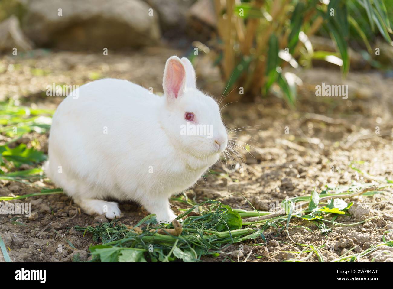 gros plan d'un lapin blanc sur une ferme mangeant des légumes Banque D'Images