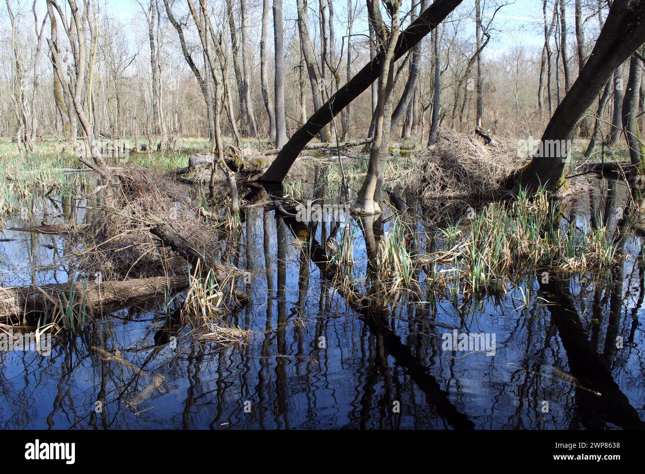 Miroir propre étang dans une forêt, Ócsa Banque D'Images