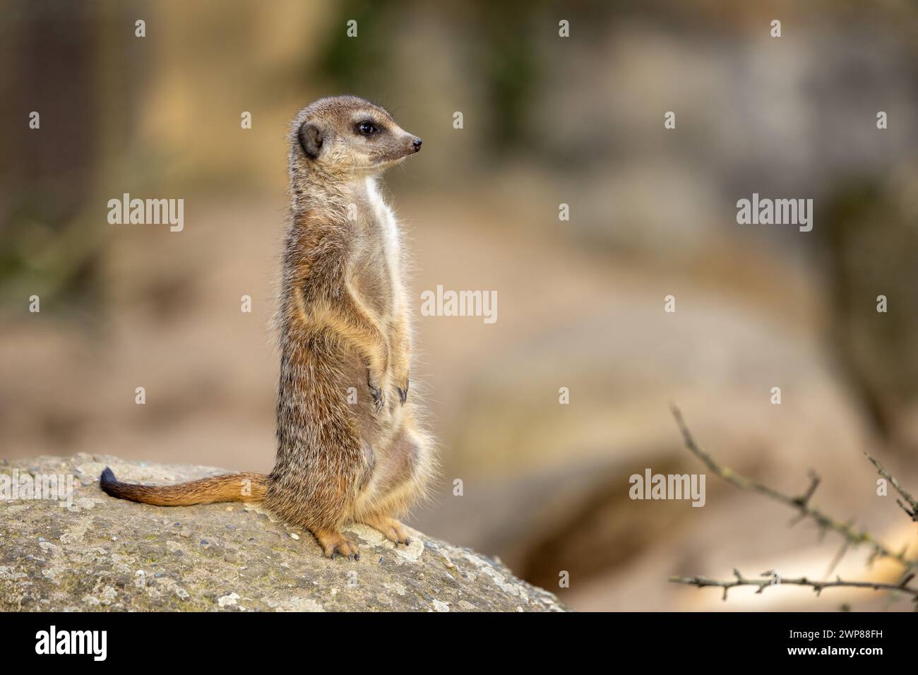 Une suricate perchée au sommet d'un rocher. Banque D'Images