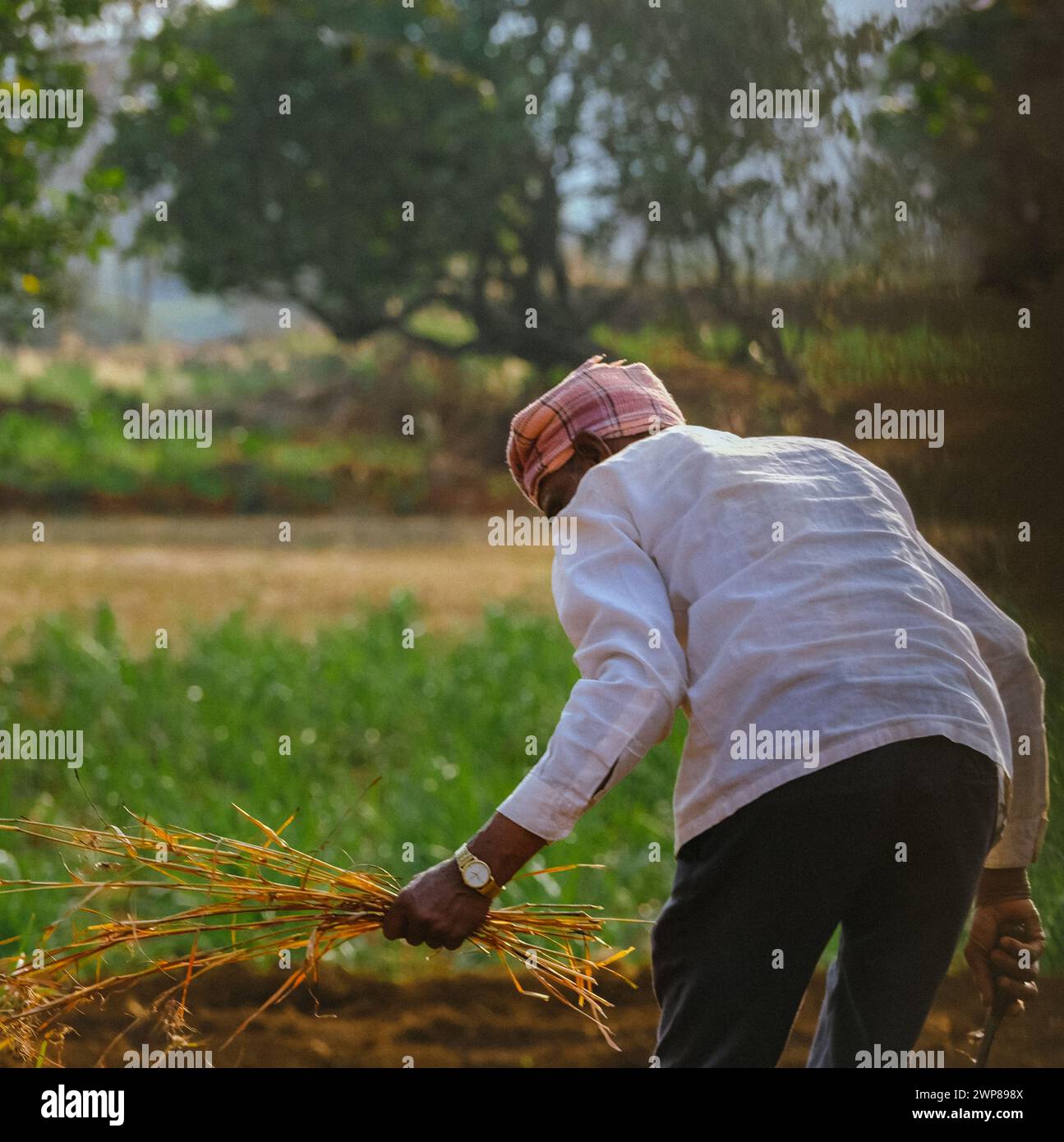 Un agriculteur indien travaillait sur des terres agricoles en utilisant la main pelle ou jardin - concept de style de vie indien rural pendant la saison de récolte Banque D'Images
