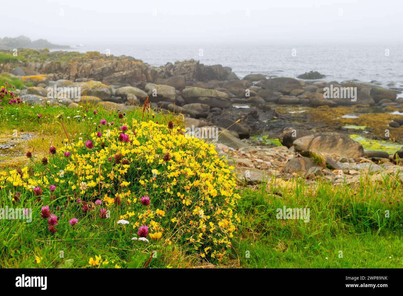 La paisible côte norvégienne à Runde Island, Norvège Banque D'Images