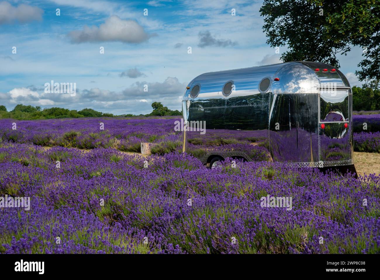 Une remorque Airstream garée dans un champ de lavande Banque D'Images