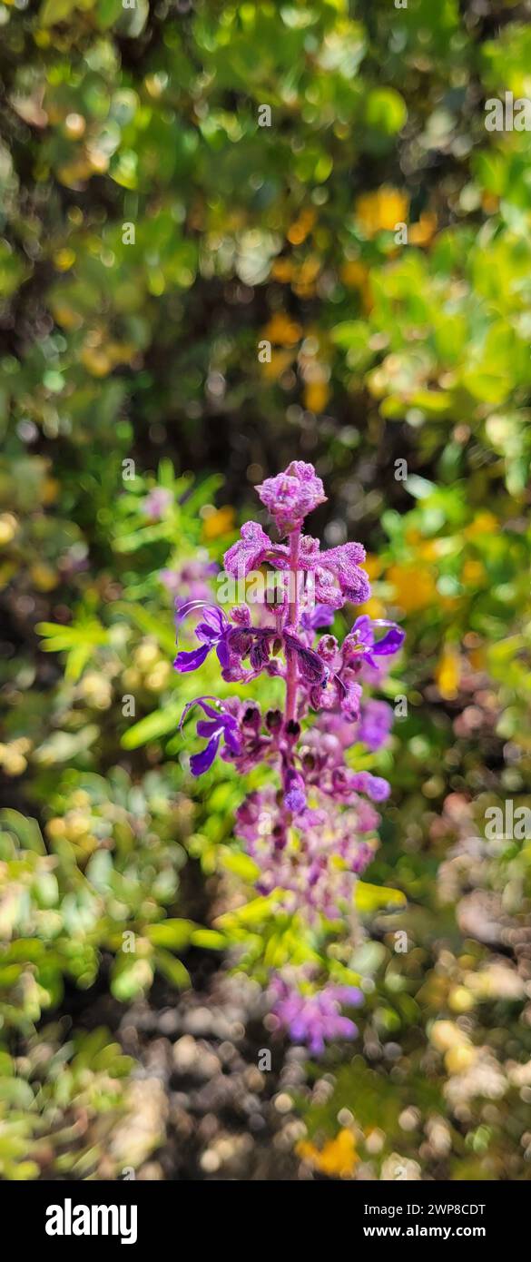 Fleur violette fleurissant sur branche d'arbre avec fond de forêt Banque D'Images