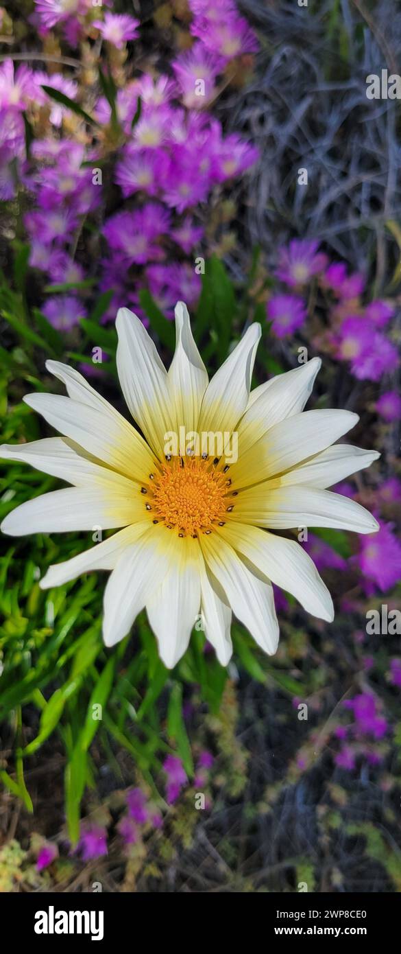 Une Gazania au point avec des fleurs violettes et blanches floues en arrière-plan Banque D'Images