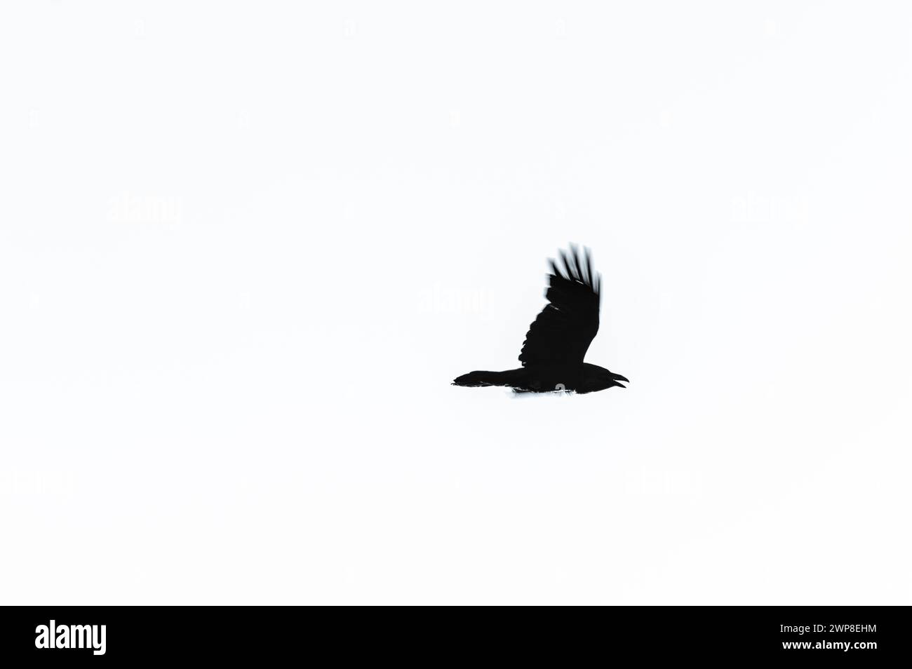 Une silhouette d'un corbeau en vol sur un fond blanc. Banque D'Images