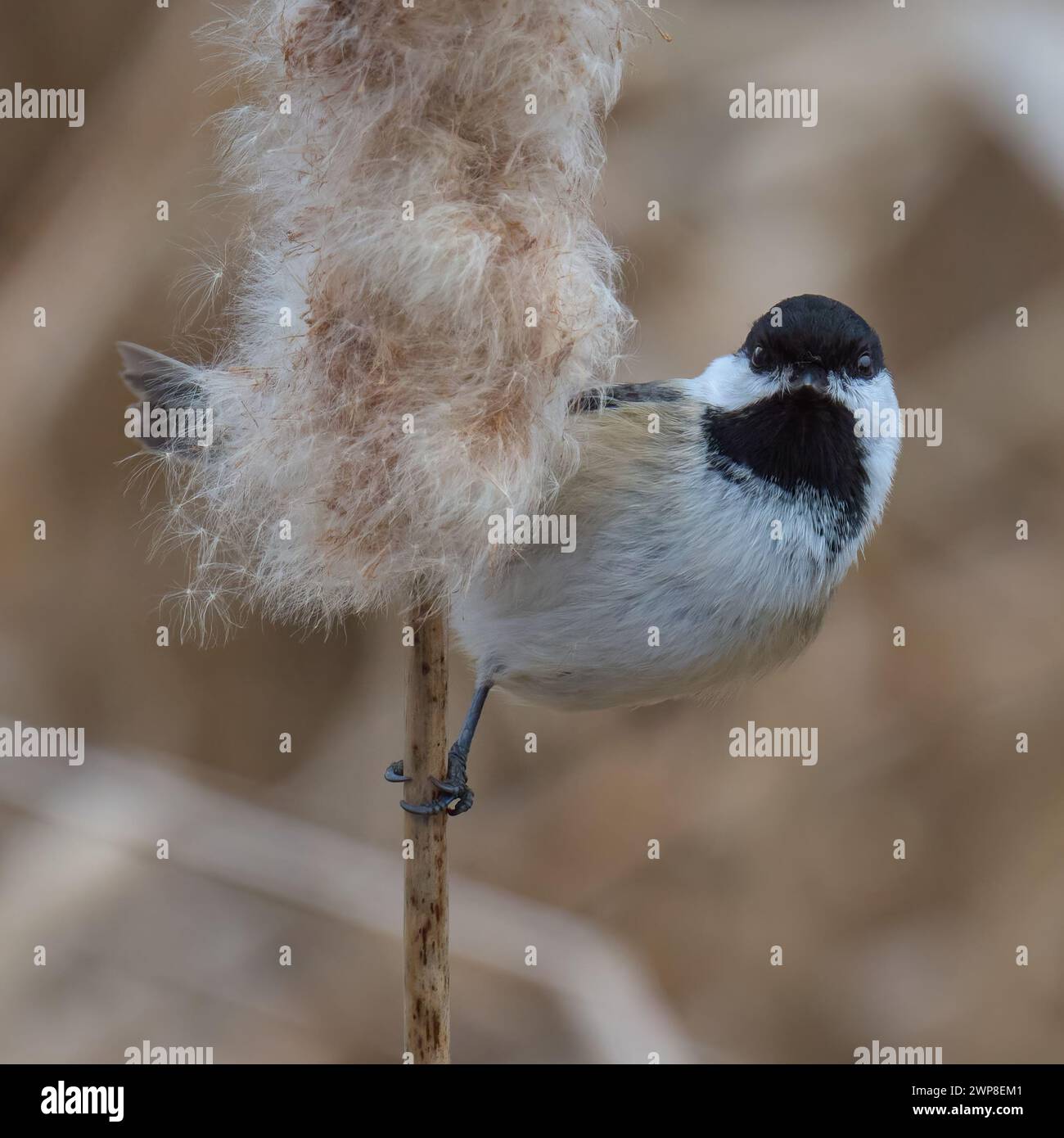 Un chickadee mignon perché sur une plante de bulrush Banque D'Images