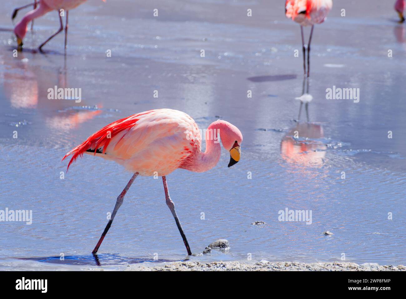 Les flamants roses à Laguna Hedionda, Bolivie, faune andine dans un lagon bolivien Banque D'Images