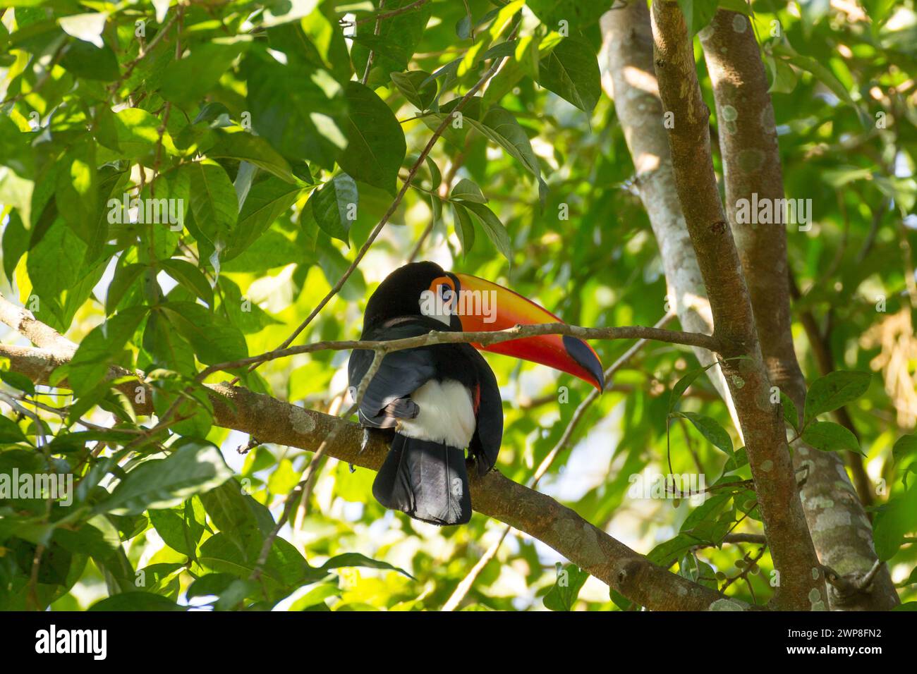 Un toucan perché dans un arbre contre des feuilles vertes Banque D'Images