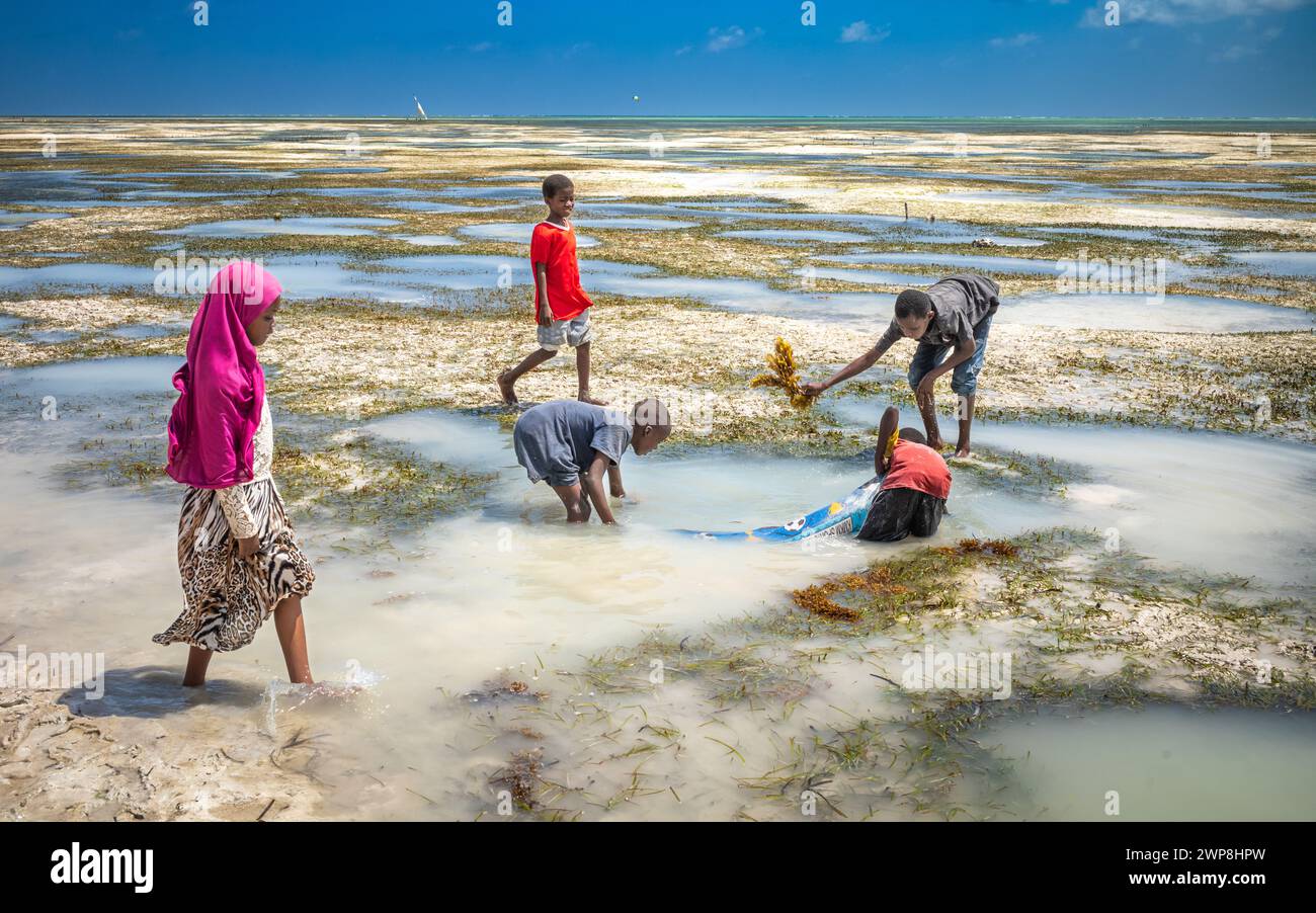 Les enfants pêchent en utilisant une vieille bâche dans les bassins de marée à marée basse sur la plage de Jambiani, Zanzibar, Tanzanie Banque D'Images