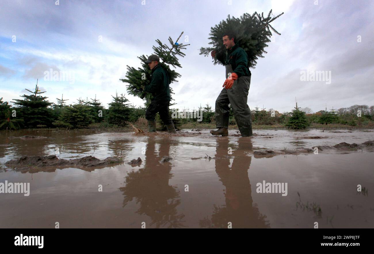 22/11/12 le directeur de plantation, Tom Theobald (28) (à droite) et Romando Miljons (27) transportent des arbres fraîchement coupés dans un champ boueux près de Cadeby, Leicesters Banque D'Images