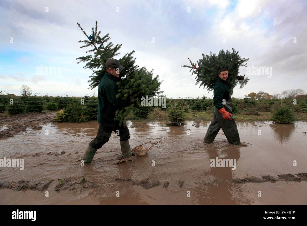 22/11/12 le directeur de plantation, Tom Theobald (28) (à droite) et Romando Miljons (27) transportent des arbres fraîchement coupés dans un champ boueux près de Cadeby, Leicesters Banque D'Images