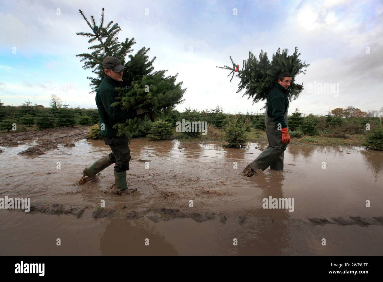 22/11/12 le directeur de plantation, Tom Theobald (28) (à droite) et Romando Miljons (27) transportent des arbres fraîchement coupés dans un champ boueux près de Cadeby, Leicesters Banque D'Images