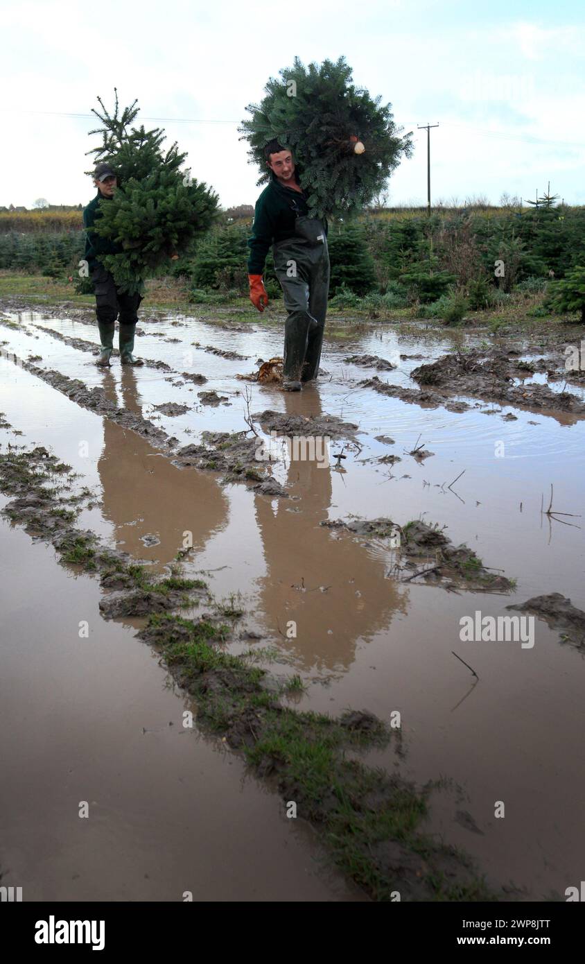 22/11/12 le directeur de plantation, Tom Theobald (28) (à droite) et Romando Miljons (27) transportent des arbres fraîchement coupés dans un champ boueux près de Cadeby, Leicesters Banque D'Images