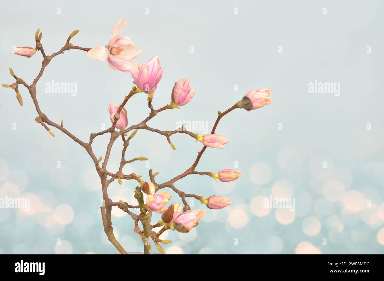 Fleurs de magnolia rose et bourgeons sur les branches avec un espace vide à remplir sur fond clair. Banque D'Images