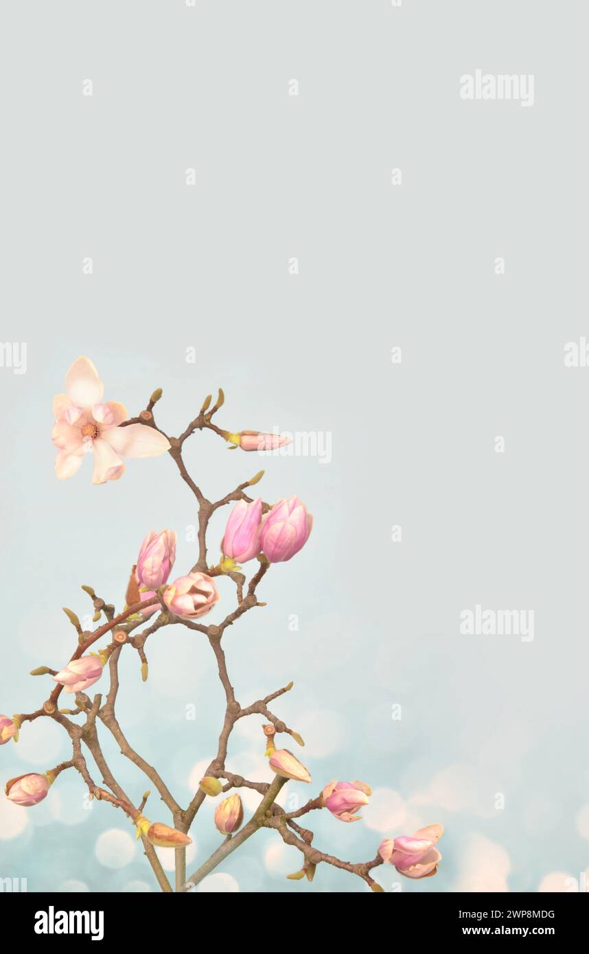 Fleurs blanches et roses de magnolia, lieu vide pour remplir avec du texte, des couleurs claires, vintage. Banque D'Images