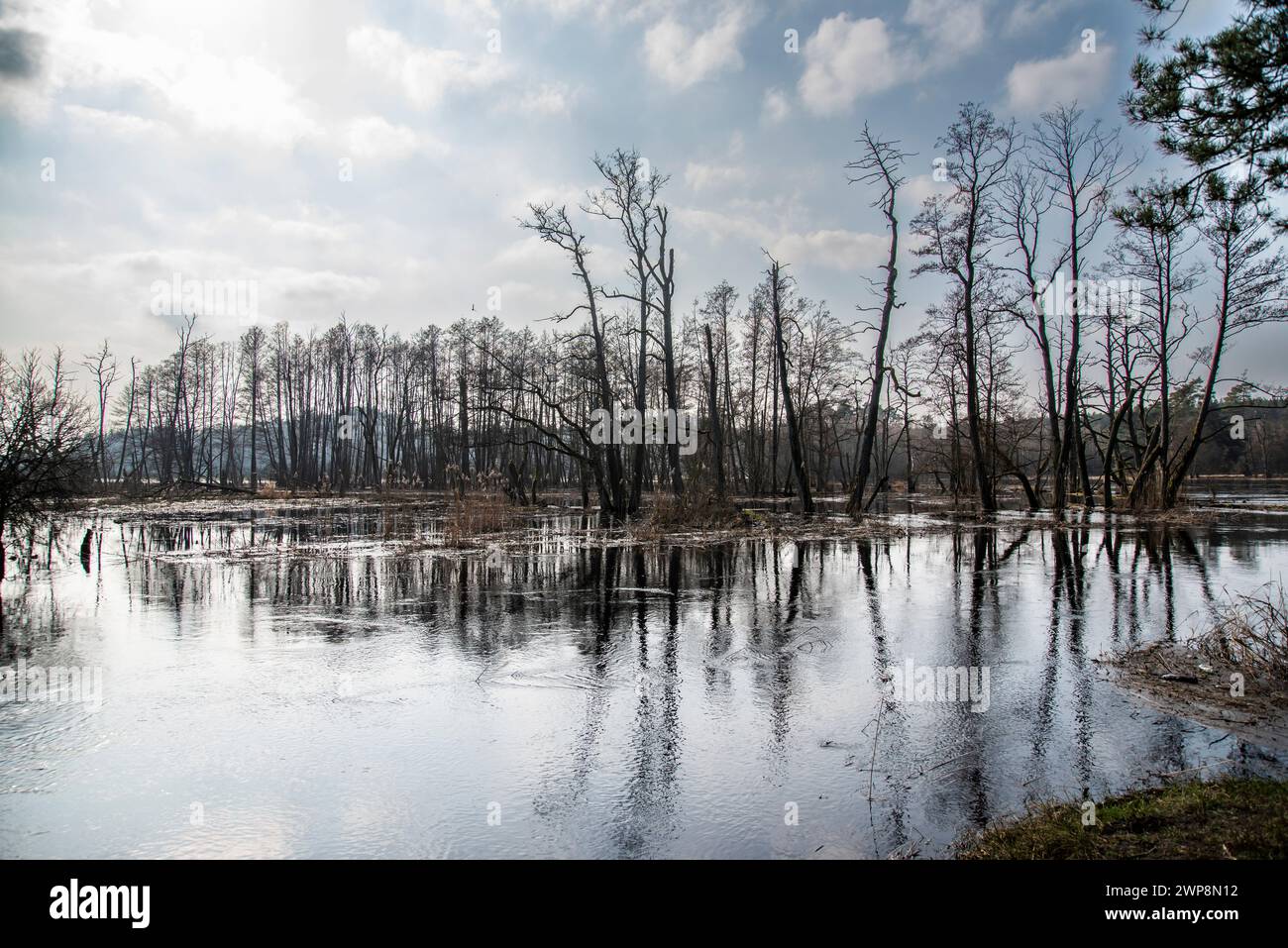 Forêts et champs inondés, inondations dans le paysage naturel. Banque D'Images