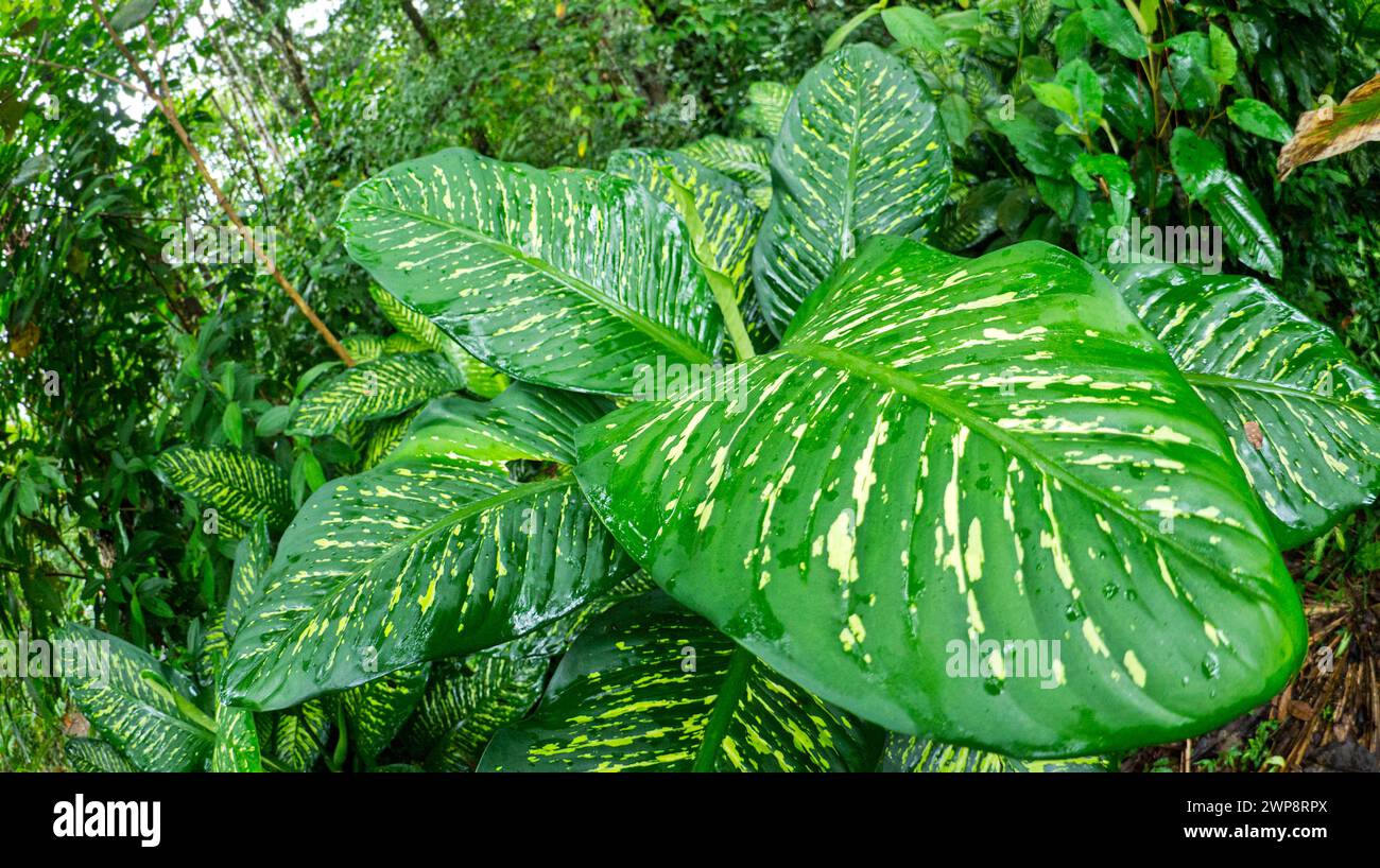 Feuillage panaché, forêt tropicale humide, parc national de Marino Ballena, Uvita de Osa, Puntarenas, Costa Rica, Amérique centrale Banque D'Images