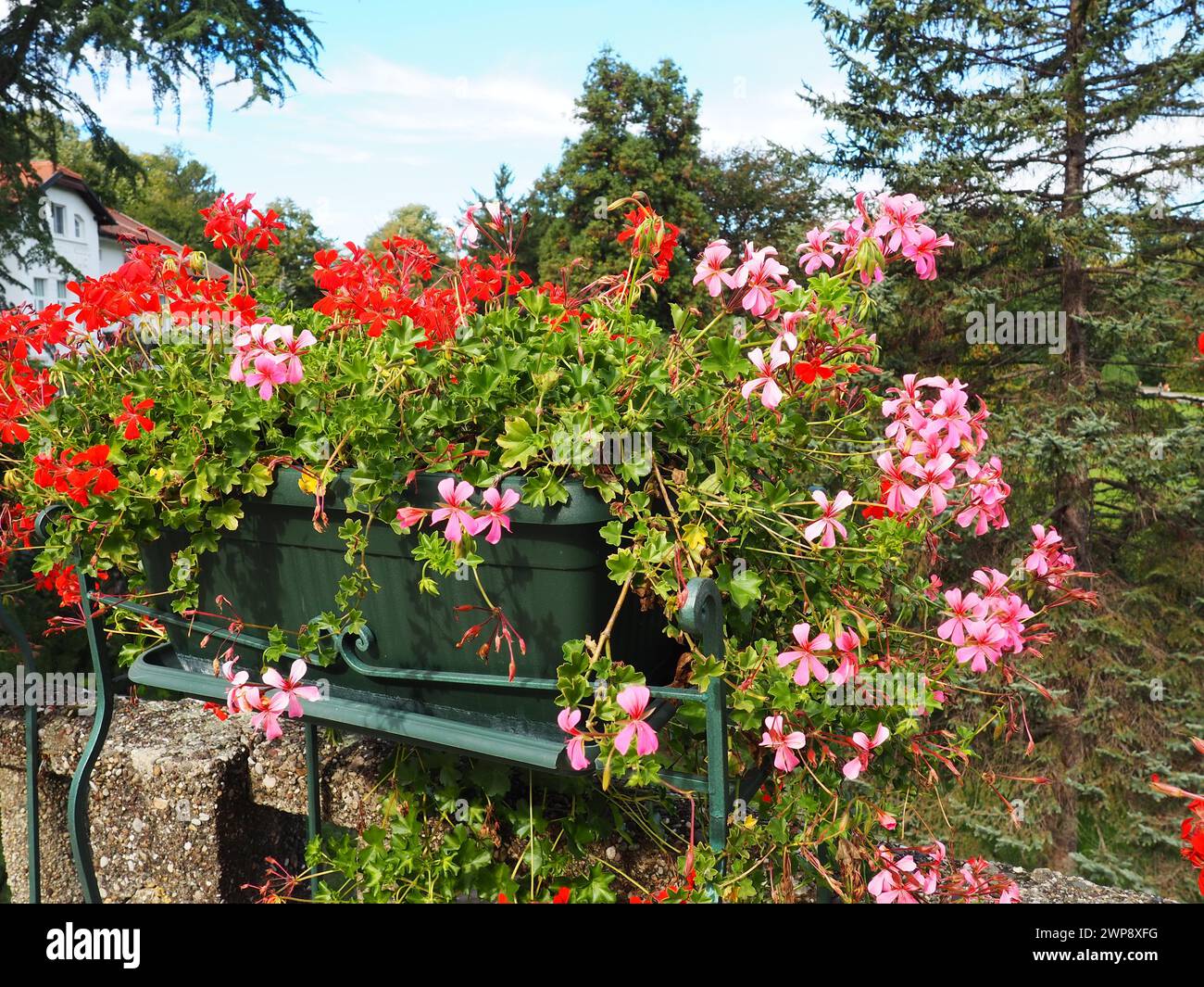 Floraison rouge lierre rose géranium pelargonium dans la conception verticale de l'aménagement paysager des rues et des parcs. Beau grand cranesbill de pelargonium géranium Banque D'Images