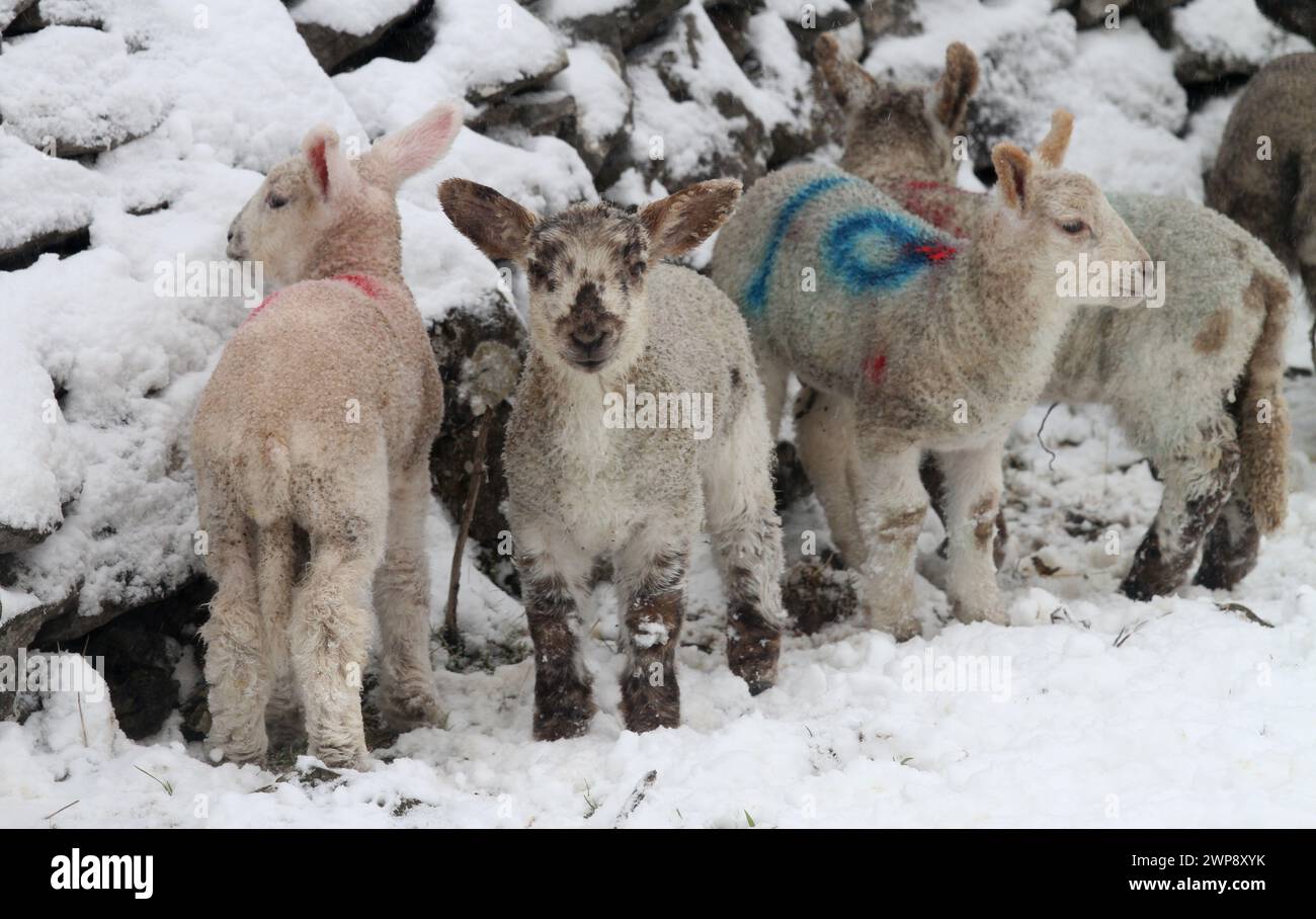 22/03/13 les jeunes agneaux de printemps s'accrochent à la vie alors qu'ils endurent des conditions de blizzard et des températures arctiques près de Tissington, Derbyshire. Tous droits réservés Banque D'Images