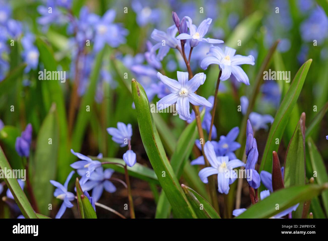 Scilla luciliae bleue, aussi connue sous le nom de gloire de la neige de Bossier ou gloire de la neige de Lucile, fleur. Banque D'Images