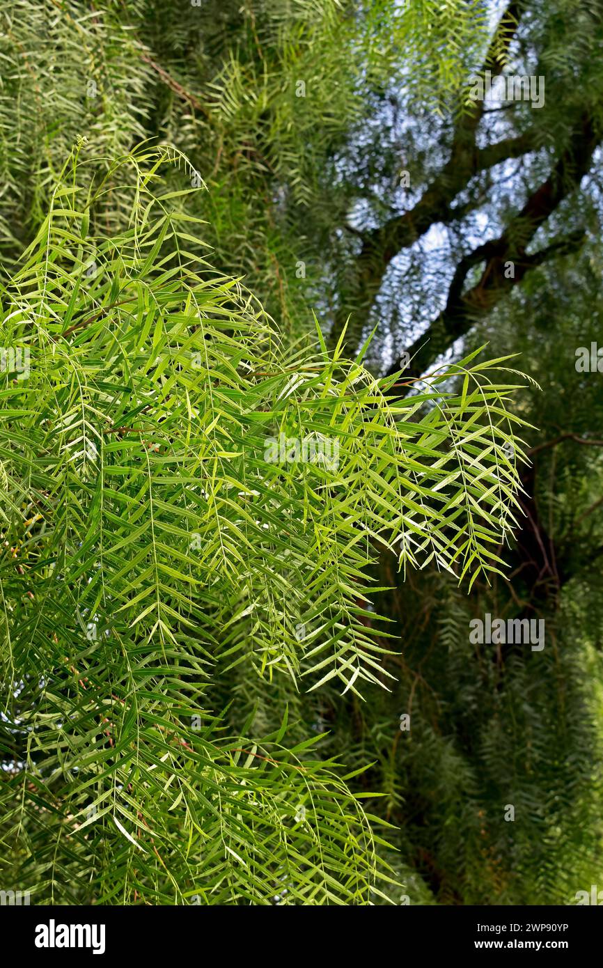 Saule pleureur (Salix babylonica) détail du feuillage Banque D'Images