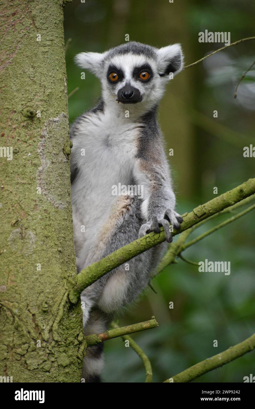 Lémurien à queue ronde dans l'arbre Banque D'Images
