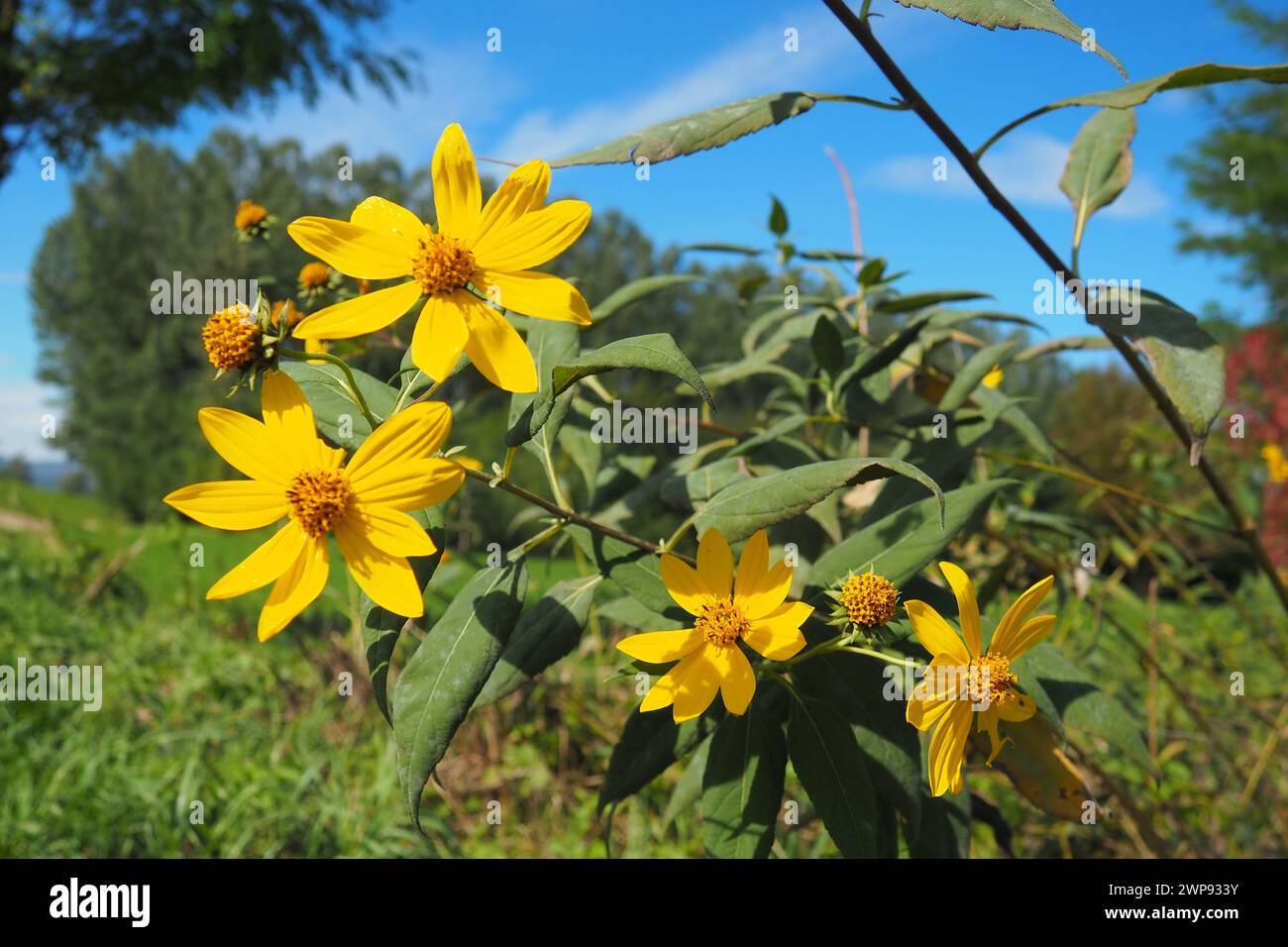 L'artichaut de Jérusalem ou tournesol tubéreux, ou poire moulue Helianthus tuberosus est une espèce de plantes tubéreuses herbacées vivaces du genre Banque D'Images