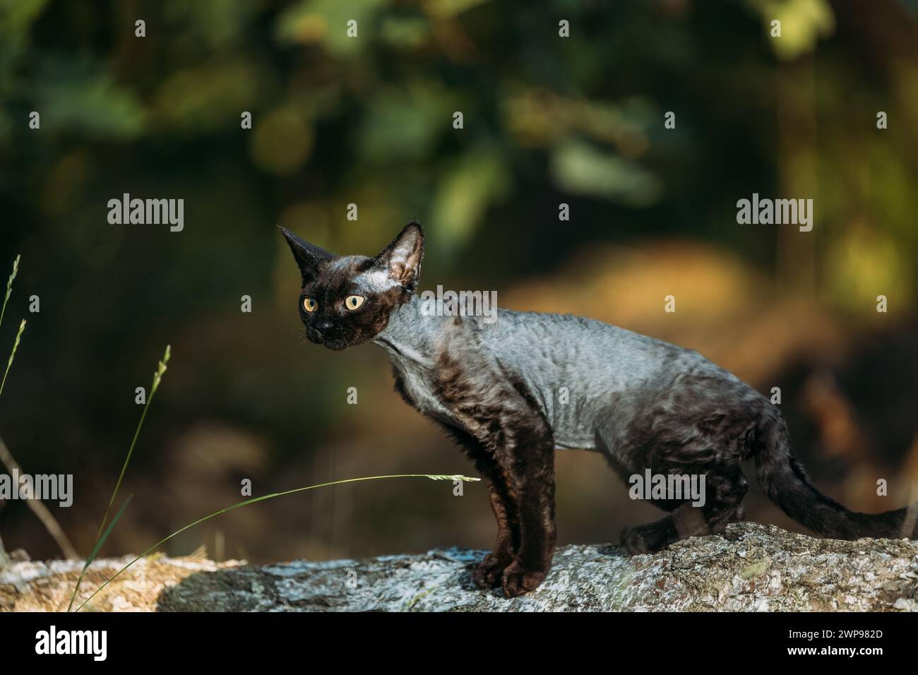 Mignon drôle curieux joueur gris Noir Devon Rex Cat assis sur le tronc d'arbre tombé dans la forêt, jardin. Obéissant Devon Rex Cat avec couleur de fourrure crème Banque D'Images