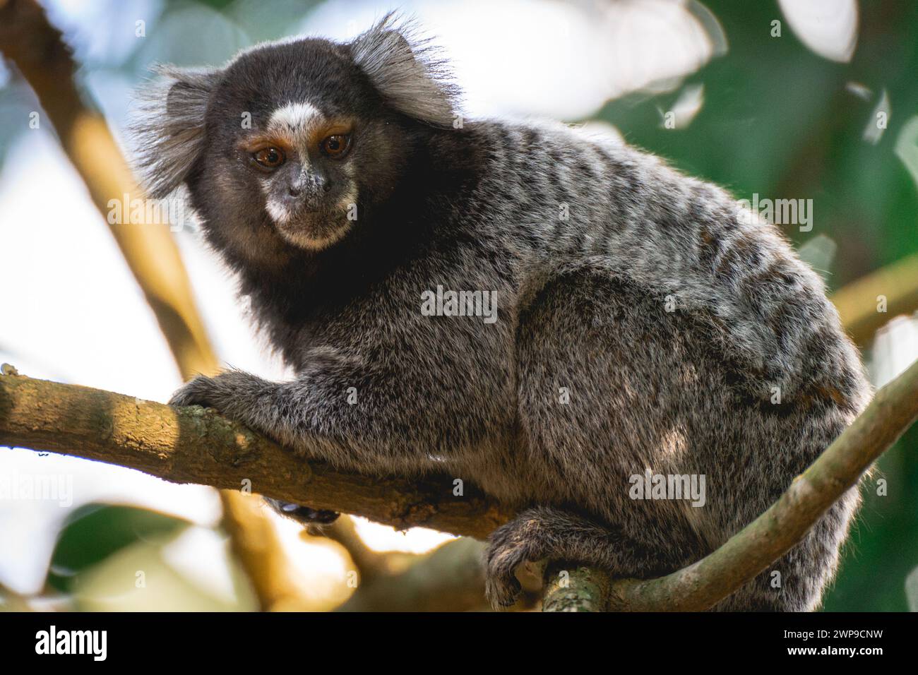Gros plan d'un singe Sagui à l'état sauvage, dans la campagne de São Paul, Brésil. Banque D'Images