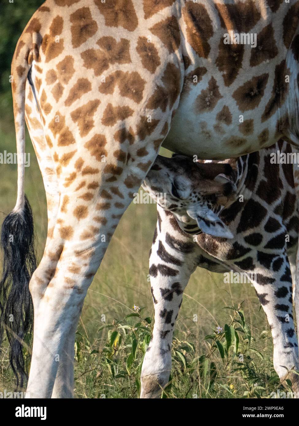 Girafe de bébé allaité (Giraffa camelopardalis rothschildi) dans le parc national de Mburo en Ouganda. Le bébé girafe a environ 1 mois. Banque D'Images