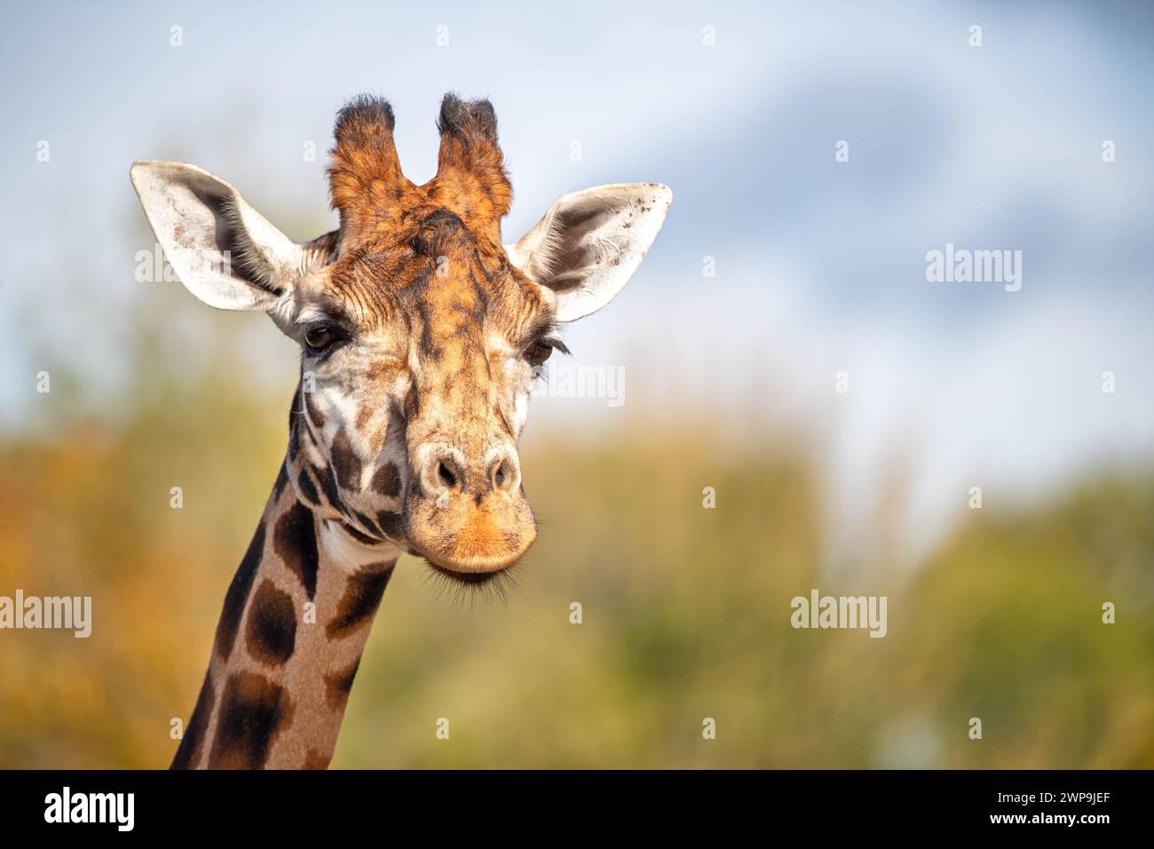 Vue de face d'une girafe Rothschild, Giraffa camelopardalis camelopardalis, sur feuillage vert et fond de ciel bleu. Espace pour le texte. Banque D'Images