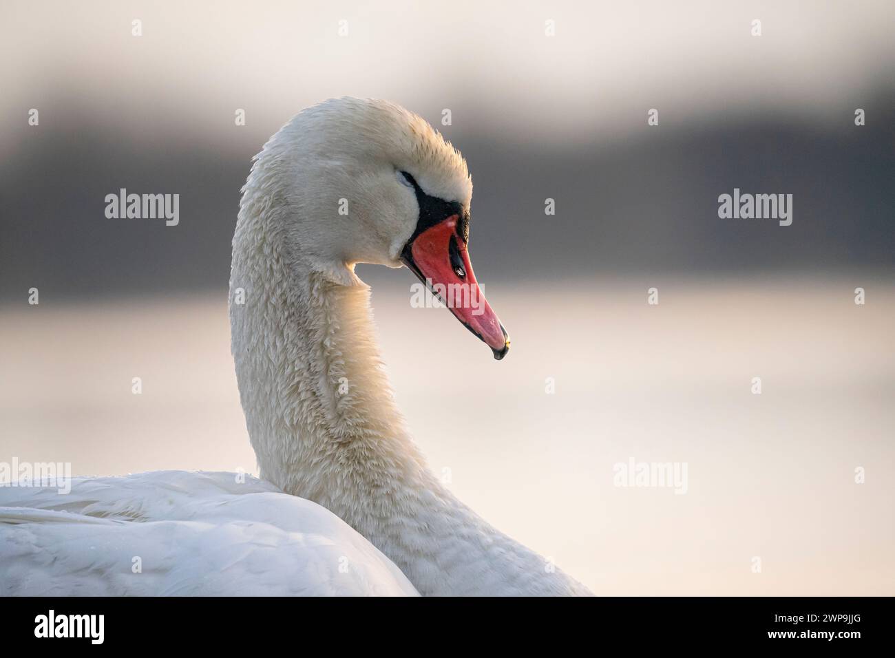 Portrait d'un cygne prenant son petit déjeuner. Swan. Gros oiseau. Cygne sur l'étang. Swan Lake. Photographie de la nature. Banque D'Images
