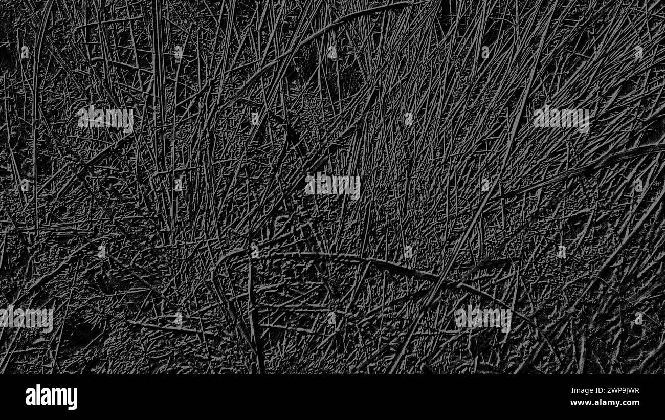 Image en noir et gris dans un thème floral. Fond monochrome similaire à l'herbe. Motif gris sur fond noir Banque D'Images