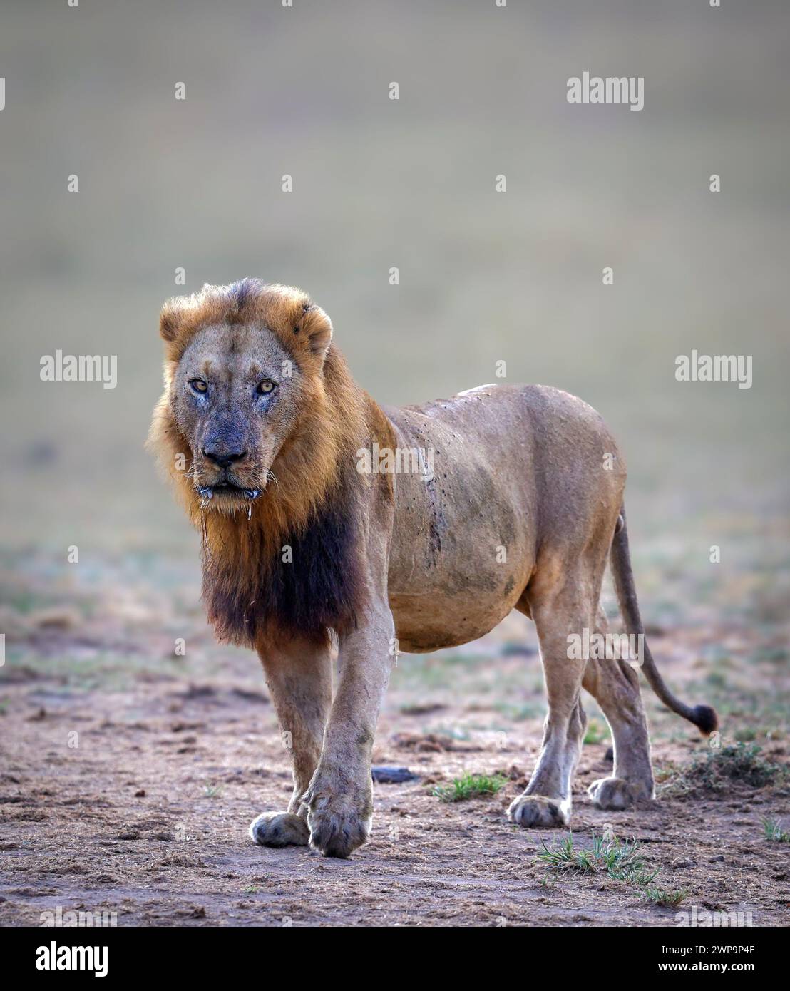 Un lion dans la savane ouverte du parc national Kruger Banque D'Images