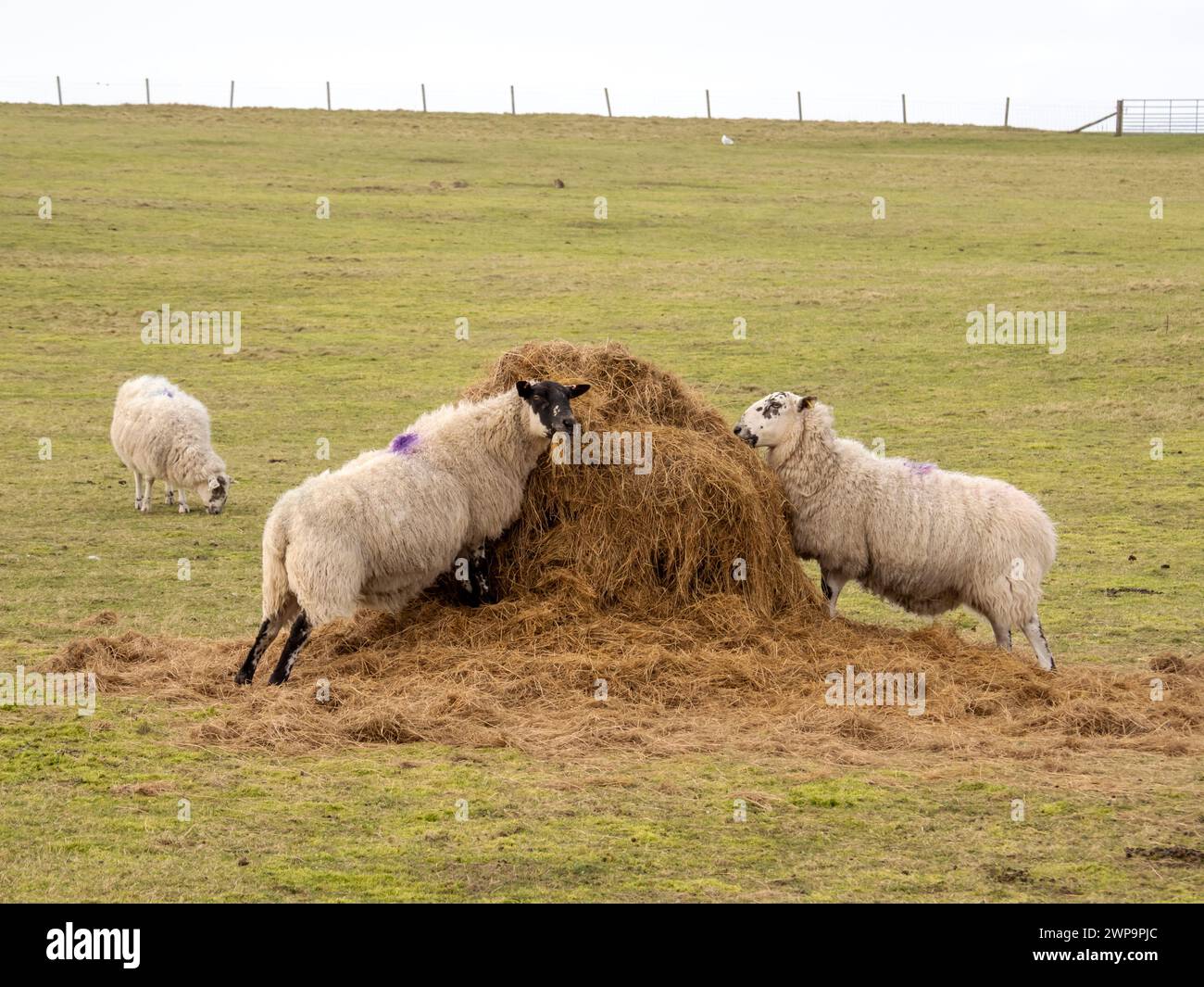 Moutons se nourrissant de foin à Ardnave point sur Islay, Écosse, Royaume-Uni. Banque D'Images