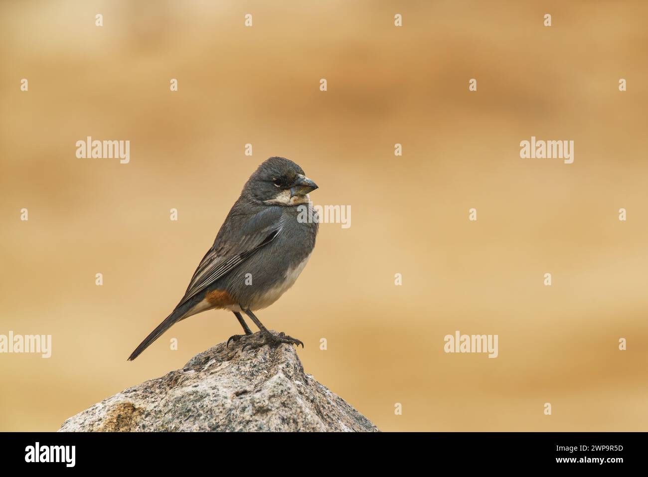 Un Diuca-finch perché sur un rocher au sol Banque D'Images