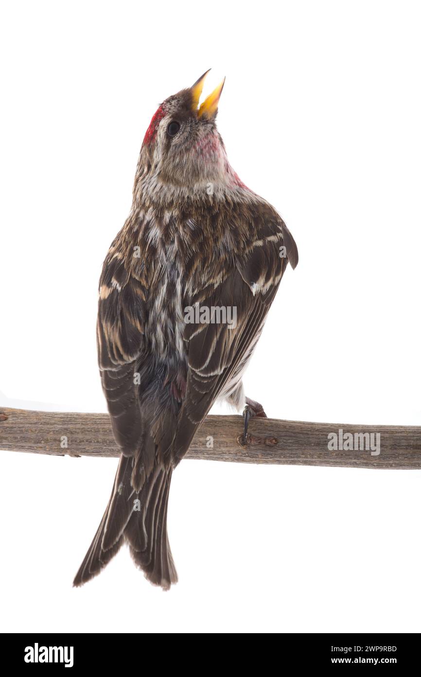Mâle Redpoll commun (Acanthis flammea) isolé sur fond blanc Banque D'Images