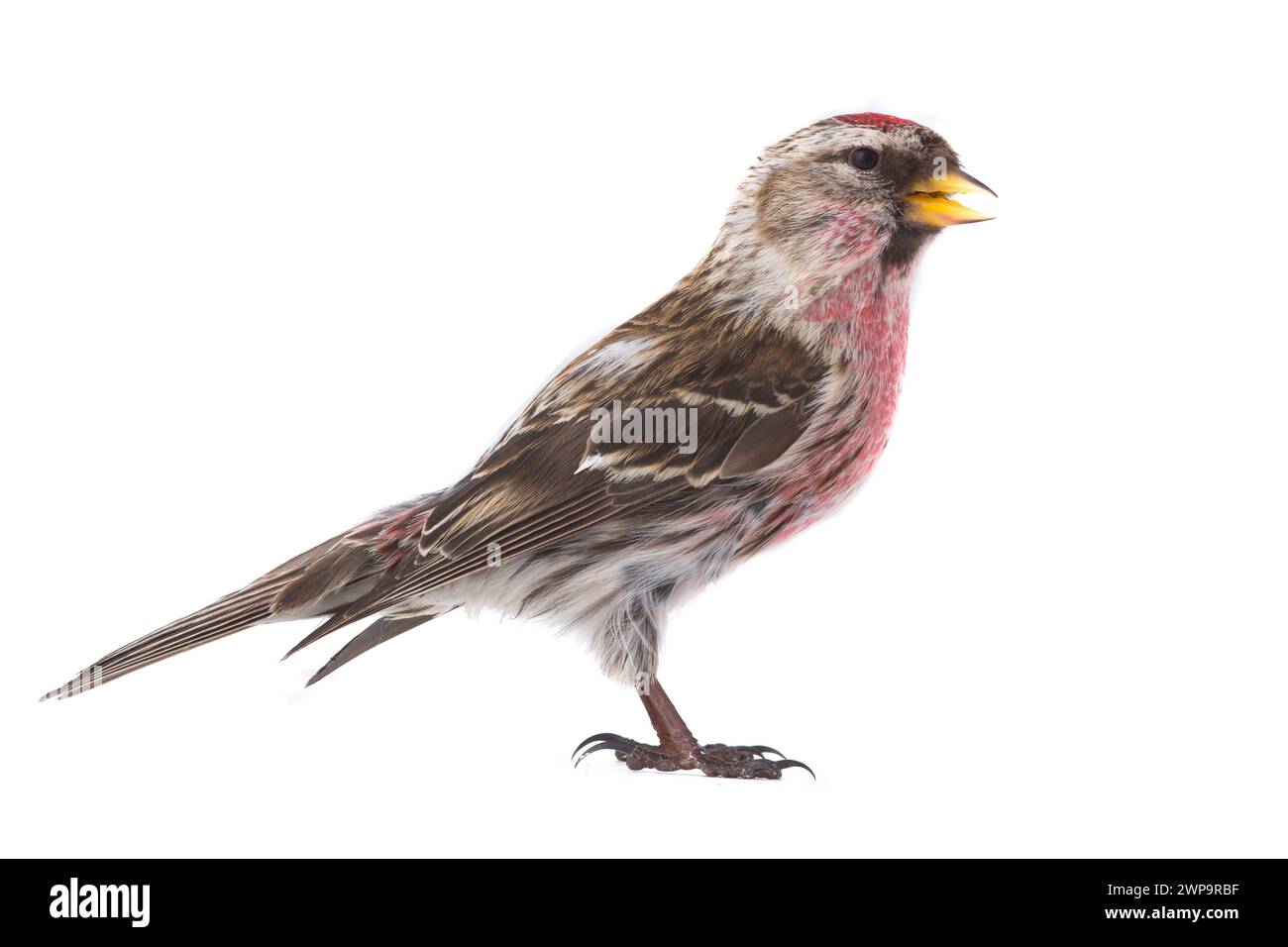Mâle Redpoll commun (Acanthis flammea) isolé sur fond blanc Banque D'Images