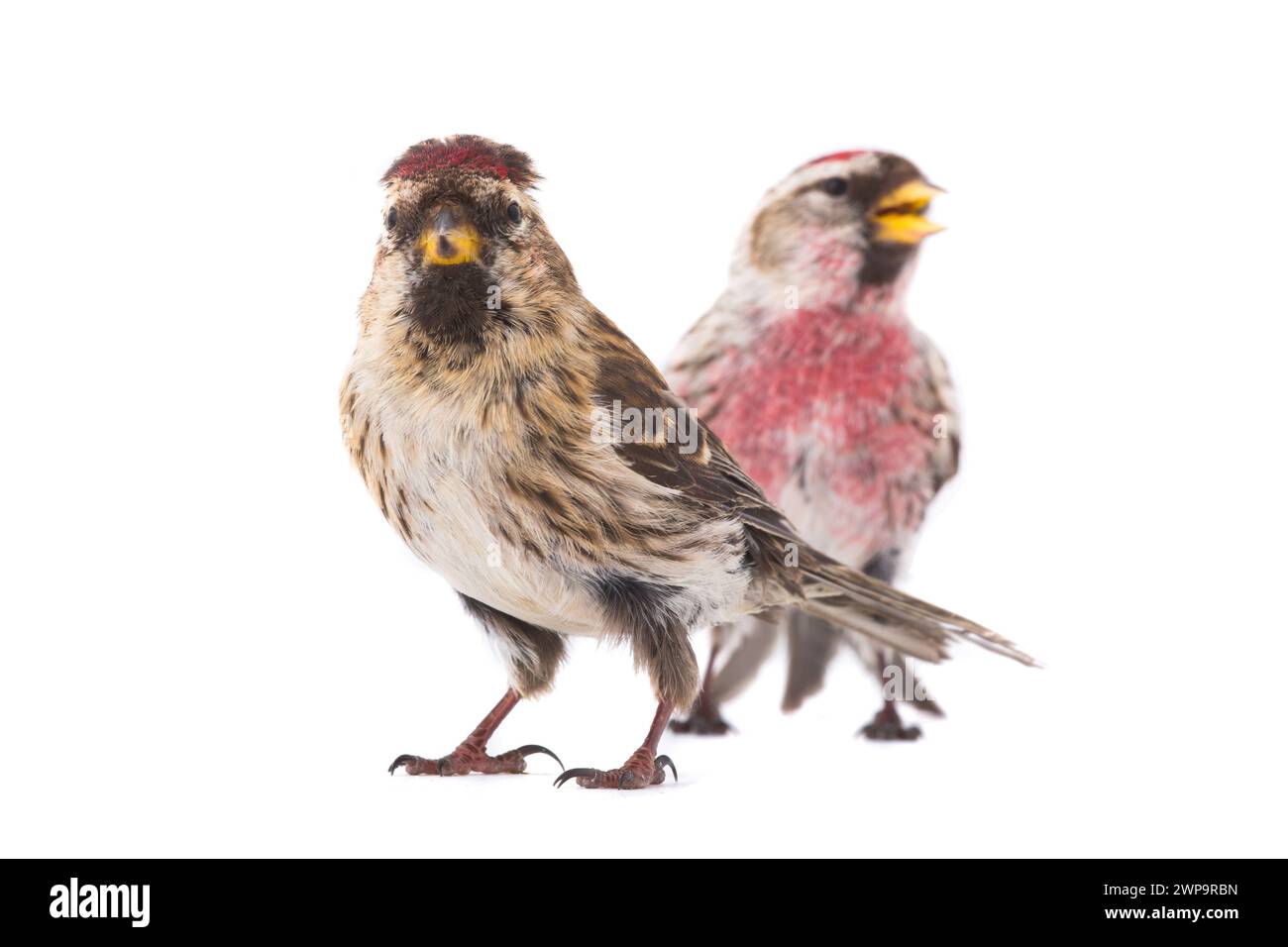 TwoCommon Redpoll (Acanthis flammea) isolé sur fond blanc Banque D'Images