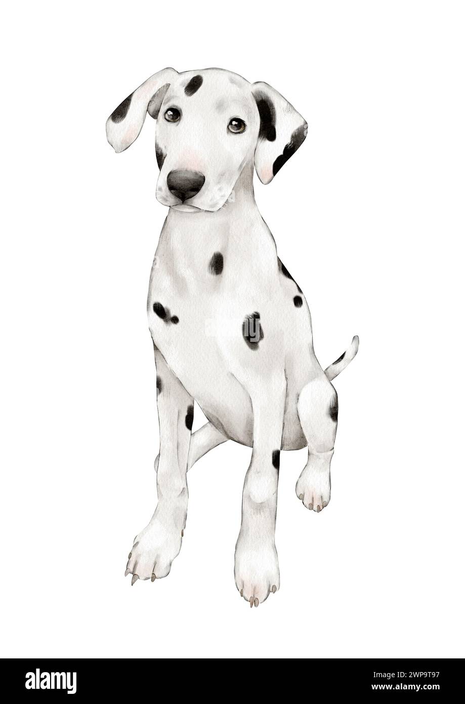 Le chien est dalmatien. Chien de compagnie de chasse de grande taille. Un animal de compagnie mignon dessiné à la main. Illustration aquarelle sur un fond blanc. Clipart isolé f Banque D'Images