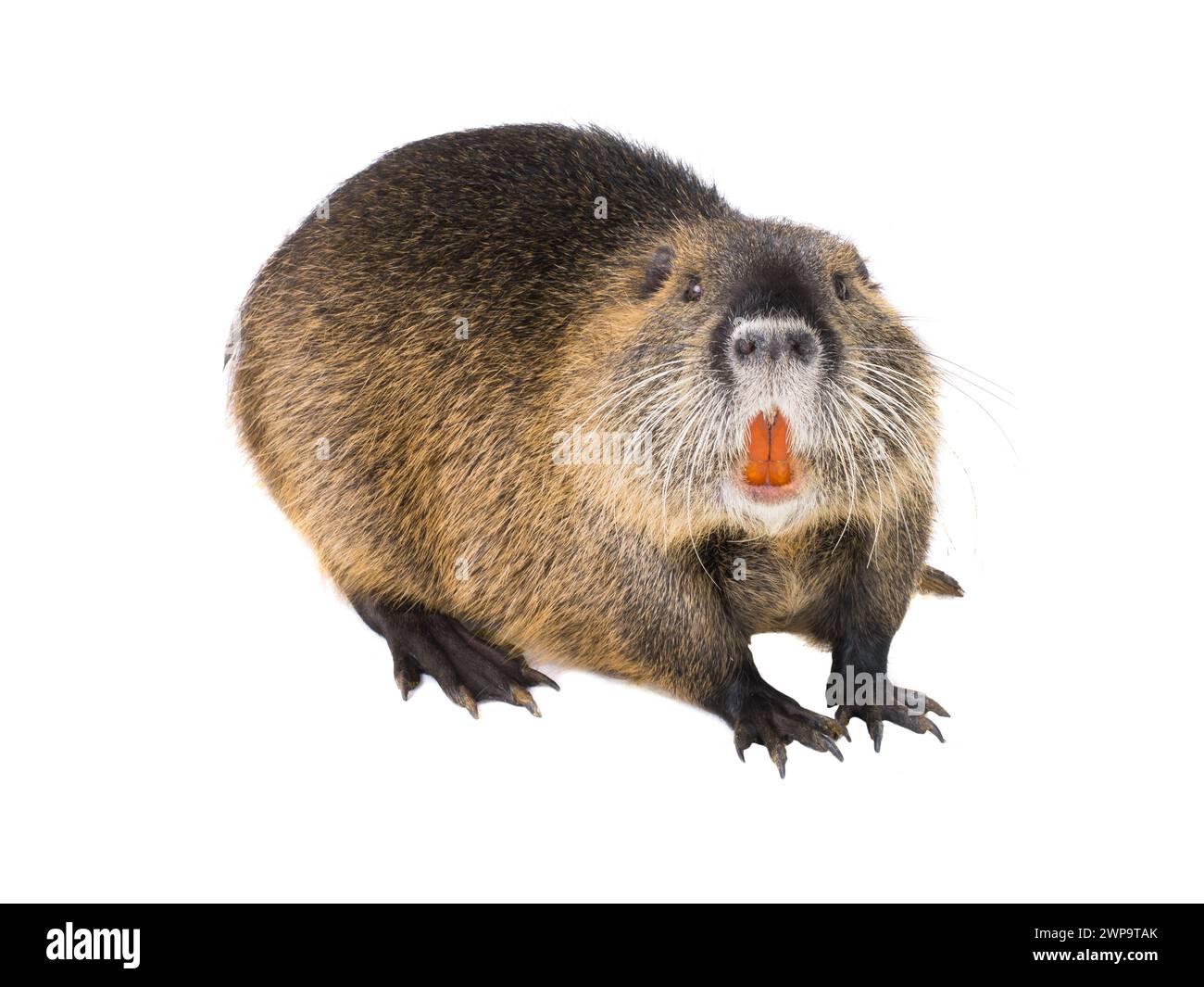 Coypu (Myocastor coypus) aka rat de rivière ou animal mammifère nutria isolé sur fond blanc Banque D'Images